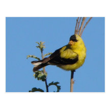 American Goldfinch postcard