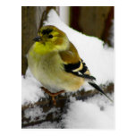 American Goldfinch Postcards