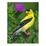 American Goldfinch Postcards