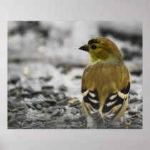 American Goldfinch Poster