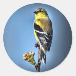 American Goldfinch Round Sticker