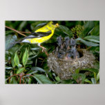 American Goldfinch with young Poster