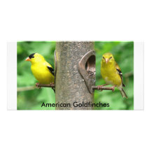 American Goldfinches Photo Card