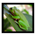American Green Tree Frog Poster posters by art_prints_posters American Green Tree Frog Poster posters