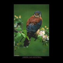 American Kestral posters
