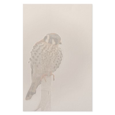 American Kestral Raptor Bird Stationery by farmer77