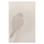 American Kestral Raptor Bird Stationery