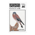 American Kestrel, American Kestrel stamp