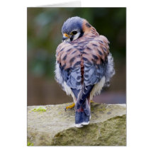 American Kestrel Greeting Cards