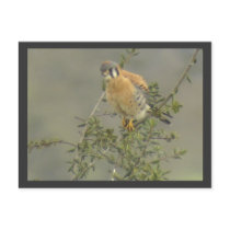 American Kestrel Postcard