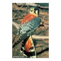 American Kestrel posters