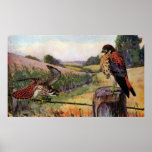 American Kestrels on a Barbed Wire Fence posters