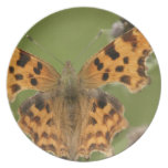 American Lady Butterfly Plate