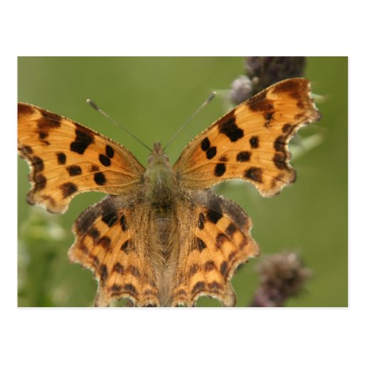 American Lady Butterfly Postcard
