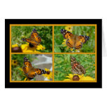 American Lady Butterfly - Vanessa virginiensis Cards