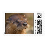wildlife, rivers, aqauatic, nature