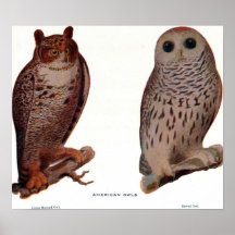 American Owls Posters