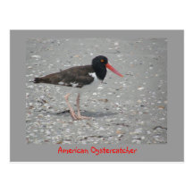American Oystercatcher Postcard