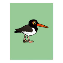 American Oystercatcher Postcards