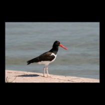 American Oystercatcher posters
