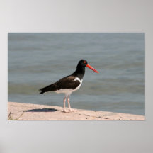 American Oystercatcher Posters