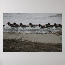 American Oystercatcher Print