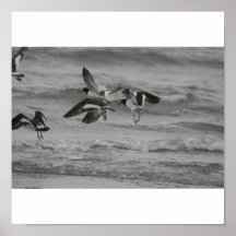 american oystercatcher print