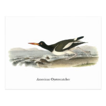 American Oystercatches, John Audubon Postcard