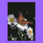 American Painted Lady  Butterfly On Daisy Poster posters