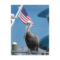 American Pelican Postcard by photosbydaniellenice American Pelican Postcard