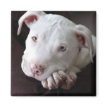 American Pit Bull Puppy Magnet magnets