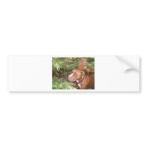 American Pit Bull Terrier- A Family Dog Bumper Sticker
