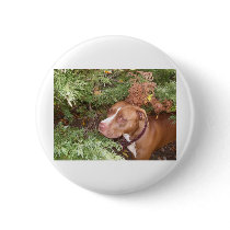 American Pit Bull Terrier- A Family Dog Button