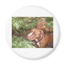 American Pit Bull Terrier- A Family Dog Fridge Magnet
