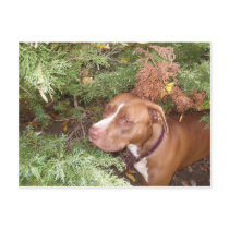 American Pit Bull Terrier- A Family Dog Post Card