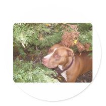 American Pit Bull Terrier- A Family Dog Round Sticker