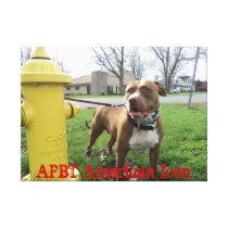 American Pit Bull Terrier