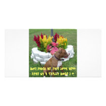 American Pit Bull Terrier Photo Greeting Card