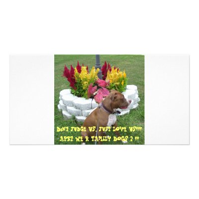 American Pit Bull Terrier Photo Greeting Card by dakact2010