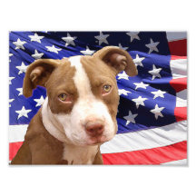American Pitbull puppy Photo