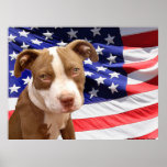 American Pitbull puppy Print