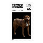 American Pitbull Terrier Cross Dog Stamp