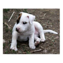 American PItbull Terrier Puppy Dog posters