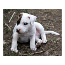 American PItbull Terrier Puppy Dog posters