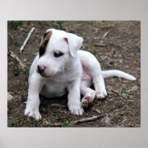 American PItbull Terrier Puppy Dog Print
