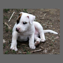 American PItbull Terrier Puppy Dog posters