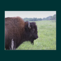 American Plains Buffalo Bison Postcard postcards