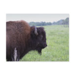 American Plains Buffalo Bison Postcard