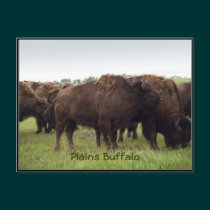 American Plains Buffalo Bison Postcards postcards