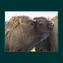 American Plains Buffalo Bison Postcards postcards